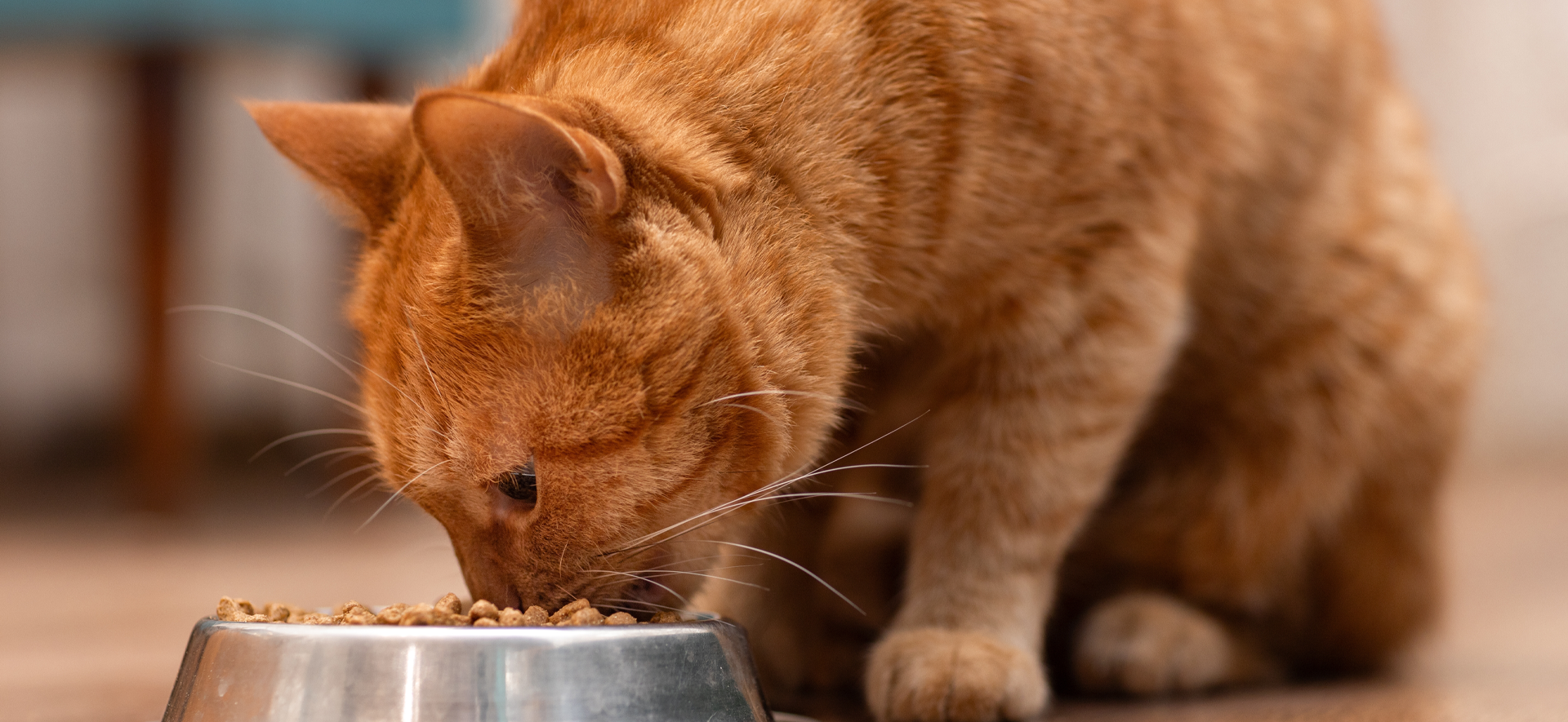signos de sobrepeso en gatos adultos